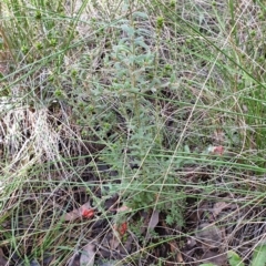 Grevillea alpina at Cook, ACT - 14 Sep 2021 09:39 AM