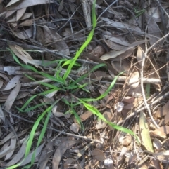 Bromus sp. (A Brome) at Belconnen, ACT - 14 Sep 2021 by jgiacon