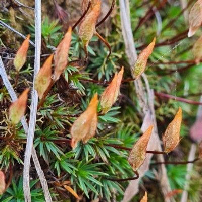 Polytrichaceae sp. (family) (A moss) at Downer, ACT - 16 Sep 2021 by Kristy