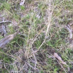 Panicum effusum (Hairy Panic Grass) at Bruce, ACT - 16 Sep 2021 by jgiacon