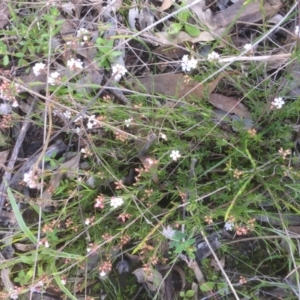 Leucopogon virgatus at Bruce, ACT - 16 Sep 2021