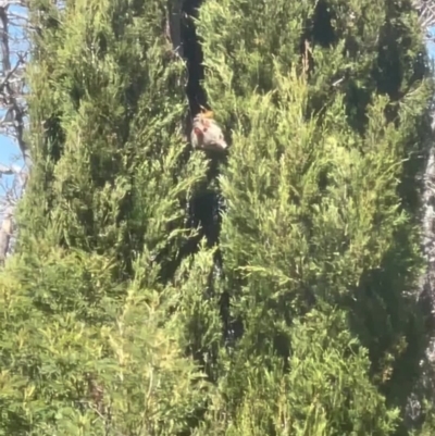 Trichosurus vulpecula (Common Brushtail Possum) at Curtin, ACT - 14 Sep 2021 by huwr