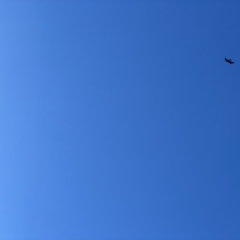 Aquila audax (Wedge-tailed Eagle) at Tuggeranong DC, ACT - 30 Jul 2021 by huwr