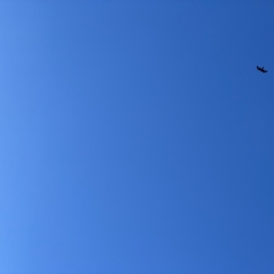 Aquila audax (Wedge-tailed Eagle) at Rob Roy Range - 30 Jul 2021 by huwr