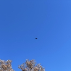 Aquila audax at Tuggeranong DC, ACT - 30 Jul 2021 01:25 PM