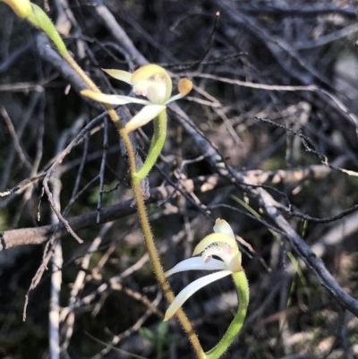 Caladenia ustulata (Brown Caps) at Denman Prospect, ACT - 10 Sep 2021 by PeterR