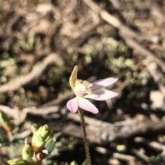 Caladenia fuscata (Dusky Fingers) at Denman Prospect, ACT - 10 Sep 2021 by PeterR