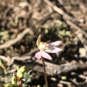 Caladenia fuscata at Denman Prospect, ACT - suppressed