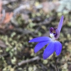 Cyanicula caerulea (Blue Fingers, Blue Fairies) at Denman Prospect, ACT - 11 Sep 2021 by PeterR