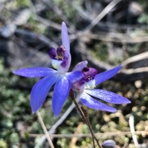 Cyanicula caerulea at Denman Prospect, ACT - 11 Sep 2021