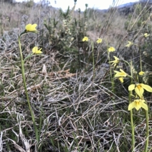 Diuris chryseopsis at Tuggeranong DC, ACT - suppressed