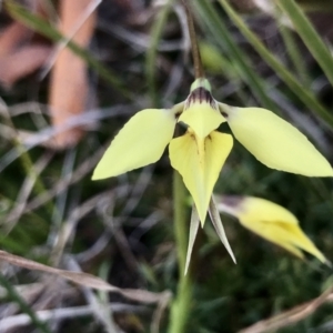 Diuris chryseopsis at Tuggeranong DC, ACT - suppressed