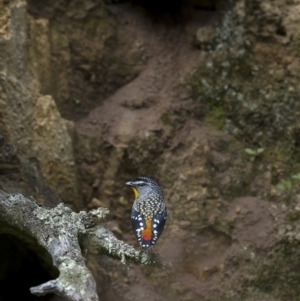 Pardalotus punctatus at Majura, ACT - 16 Sep 2021