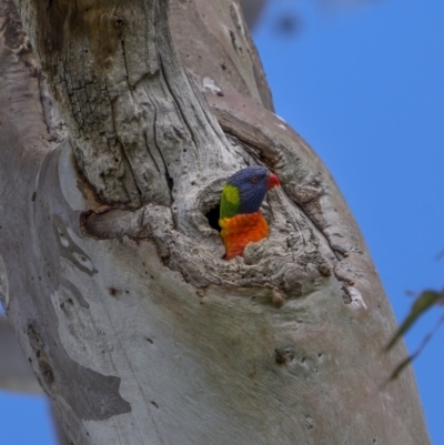 Trichoglossus moluccanus (Rainbow Lorikeet) at Majura, ACT - 16 Sep 2021 by trevsci