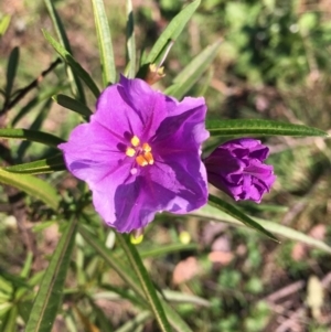 Solanum linearifolium at Downer, ACT - 17 Sep 2021 09:31 AM