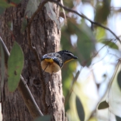 Pardalotus punctatus (Spotted Pardalote) at Tuggeranong Hill - 16 Sep 2021 by ChrisHolder