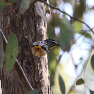 Pardalotus punctatus at Calwell, ACT - 17 Sep 2021