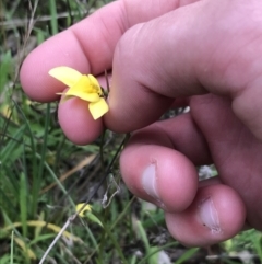 Diuris chryseopsis (Golden Moth) at Federal Golf Course - 12 Sep 2021 by Tapirlord