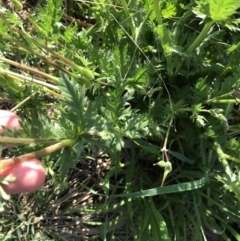 Erodium botrys at Garran, ACT - 13 Sep 2021 03:58 PM