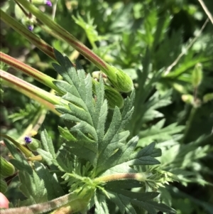 Erodium botrys at Garran, ACT - 13 Sep 2021 03:58 PM
