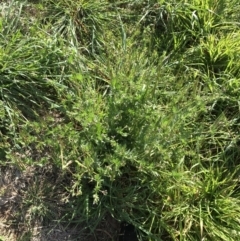 Erodium botrys at Garran, ACT - 13 Sep 2021 03:58 PM