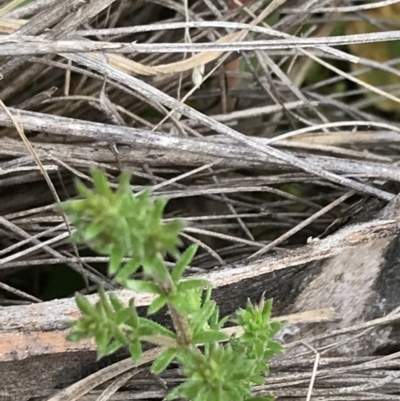 Asperula conferta (Common Woodruff) at Hughes, ACT - 13 Sep 2021 by Tapirlord