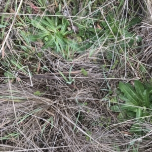 Asperula conferta at Hughes, ACT - 13 Sep 2021