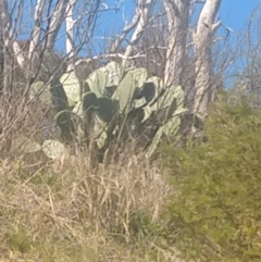 Opuntia ficus-indica (Indian Fig, Spineless Cactus) at Greenleigh, NSW - 17 Sep 2021 by LyndalT