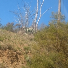 Opuntia ficus-indica at Greenleigh, NSW - 17 Sep 2021