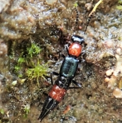 Paederus sp. (genus) (Whiplash rove beetle) at Holt, ACT - 10 Sep 2021 by CathB