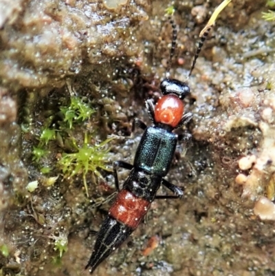 Paederus sp. (genus) (Whiplash rove beetle) at Mount Painter - 10 Sep 2021 by CathB
