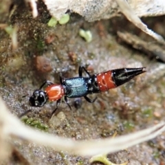 Paederus sp. (genus) at Holt, ACT - 10 Sep 2021