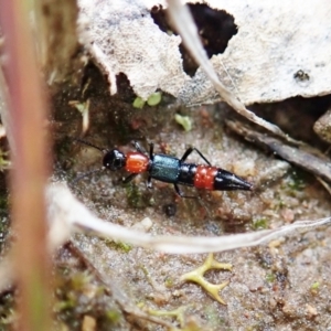 Paederus sp. (genus) at Holt, ACT - 10 Sep 2021