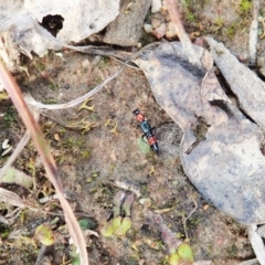 Paederus sp. (genus) at Holt, ACT - 10 Sep 2021