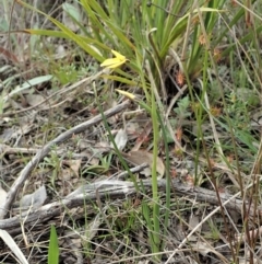 Diuris chryseopsis (Golden Moth) at Holt, ACT - 14 Sep 2021 by CathB