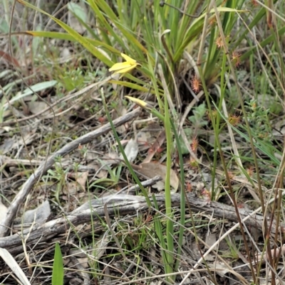 Diuris chryseopsis (Golden Moth) at Aranda Bushland - 14 Sep 2021 by CathB