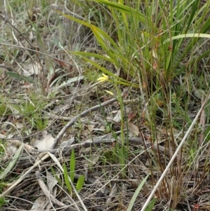 Diuris chryseopsis at Holt, ACT - suppressed