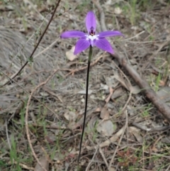 Glossodia major (Wax Lip Orchid) at Aranda Bushland - 14 Sep 2021 by CathB