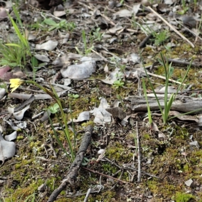 Diuris chryseopsis (Golden Moth) at Aranda Bushland - 14 Sep 2021 by CathB