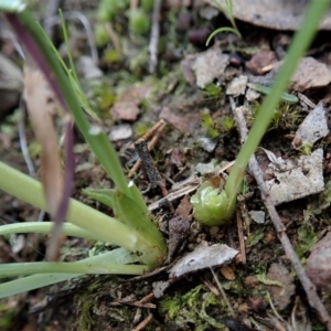 Diuris chryseopsis at Cook, ACT - suppressed