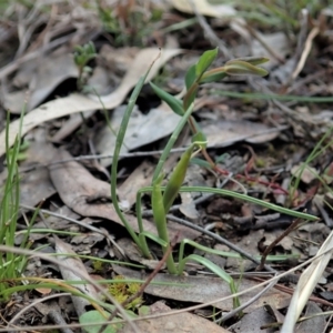 Diuris chryseopsis at Cook, ACT - suppressed