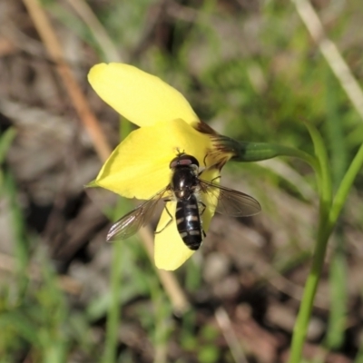 Melangyna viridiceps (Hover fly) at Mount Painter - 16 Sep 2021 by CathB