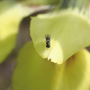 Chalcididae (family) at Cook, ACT - 16 Sep 2021