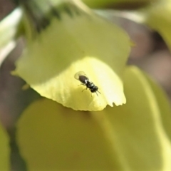 Chalcididae (family) at Cook, ACT - suppressed