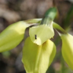 Chalcididae (family) at Cook, ACT - 16 Sep 2021