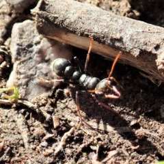 Myrmecia sp., pilosula-group (Jack jumper) at Cook, ACT - 16 Sep 2021 by CathB