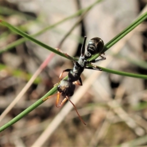 Myrmecia sp., pilosula-group at Cook, ACT - 16 Sep 2021 03:18 PM