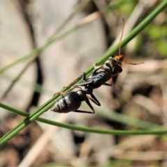 Myrmecia sp., pilosula-group at Cook, ACT - 16 Sep 2021