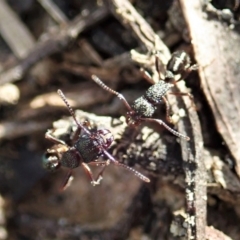 Rhytidoponera sp. (genus) (Rhytidoponera ant) at Aranda Bushland - 14 Sep 2021 by CathB