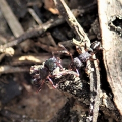 Rhytidoponera sp. (genus) at Aranda, ACT - 14 Sep 2021